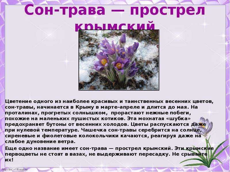 Сообщение первоцветы 1 класс