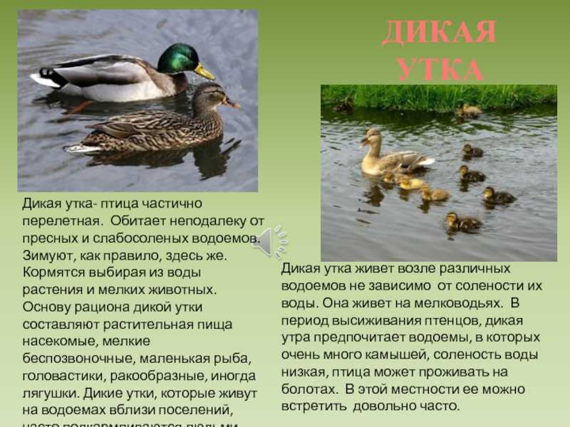 Дикие утки: фото и названия всех видов, описание, разведение, образ жизни