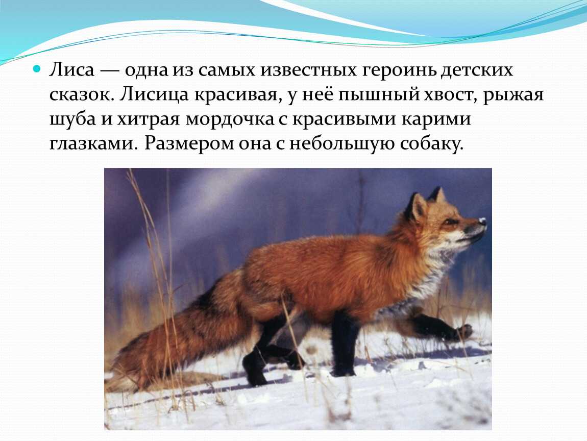 Сочинение описание лисы 6 класс