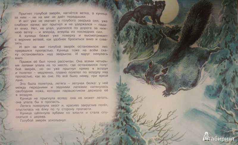 Маленькие рассказы: голубой зверек — бианки в.в. рассказ о кунице.