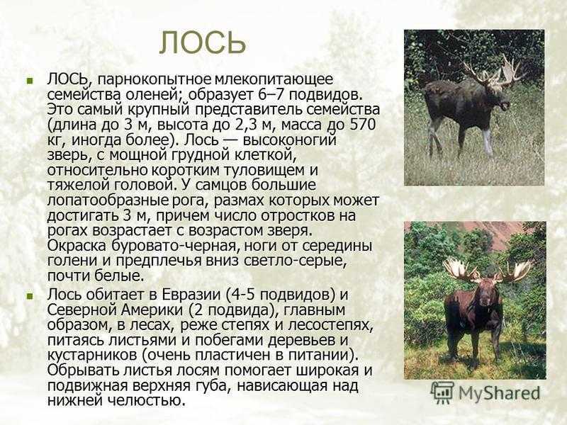 Краткий рассказ про лося 3 класс