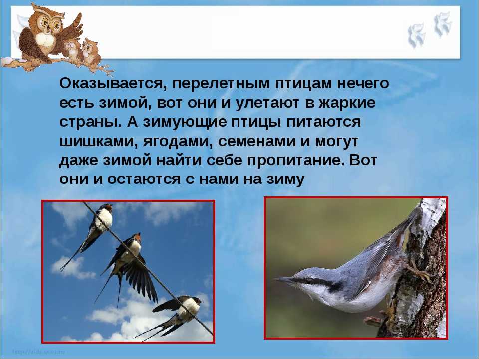 Интересные факты о чайках