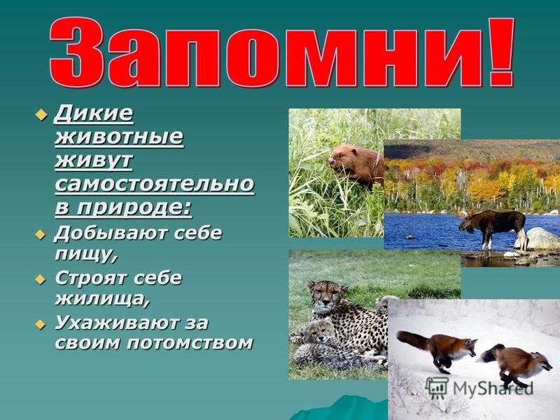 Барсук животное. описание, особенности, виды, образ жизни и среда обитания барсука | живность.ру