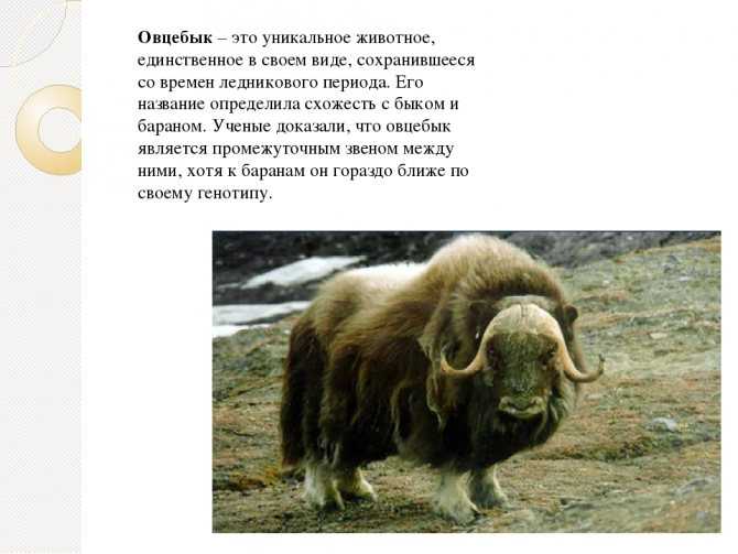 Овцебык – что это за животное?