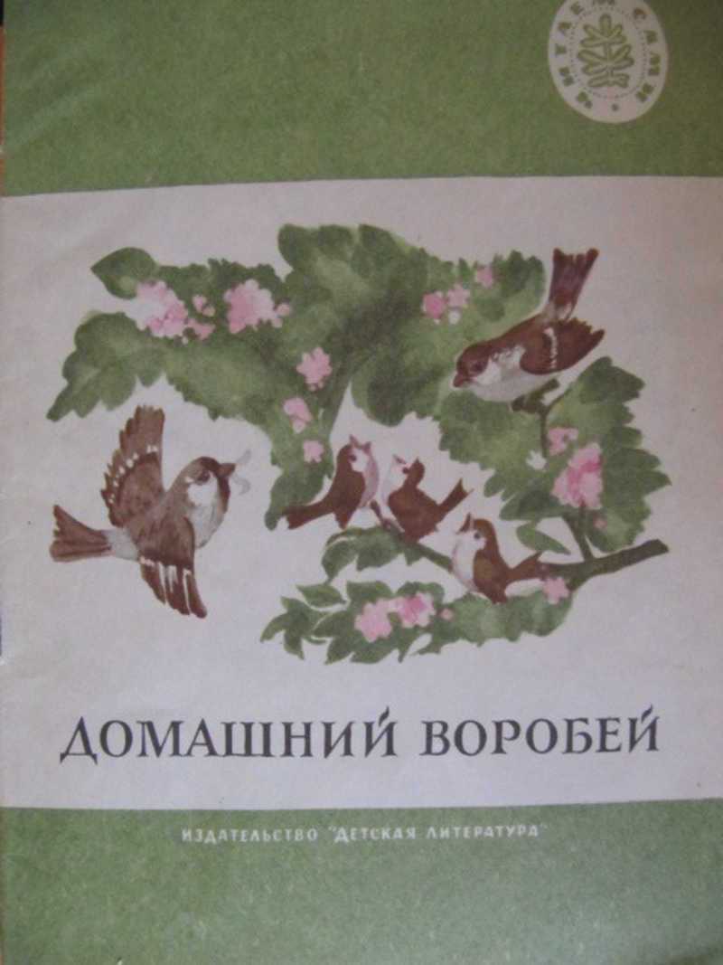 Воробей птица. образ жизни и среда обитания воробья | живность.ру