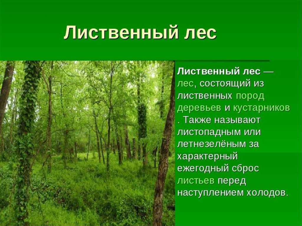 Сладков рассказы о животных слушать