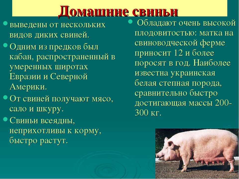 Свинья (учебный текст)