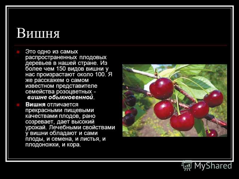 Под вишней: сказка астрид линдгрен читать онлайн бесплатно