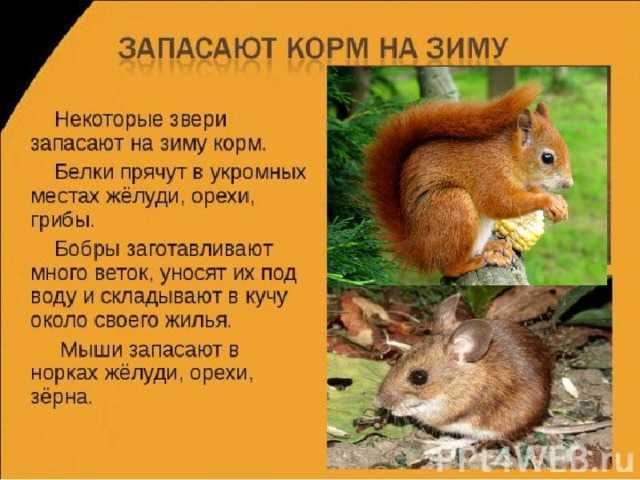 Какие животные ищут корм зимой