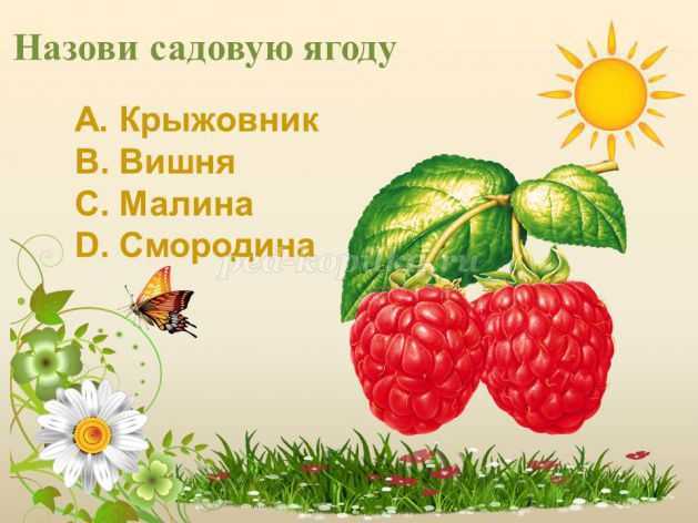 Виды ягод: список названий с описанием полезных свойств, рецепты