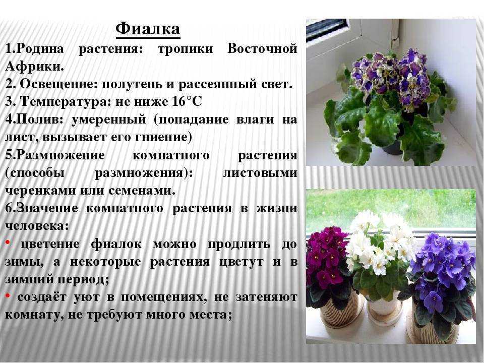 Рассказ про фиалку для 1-2 класса по окружающему миру