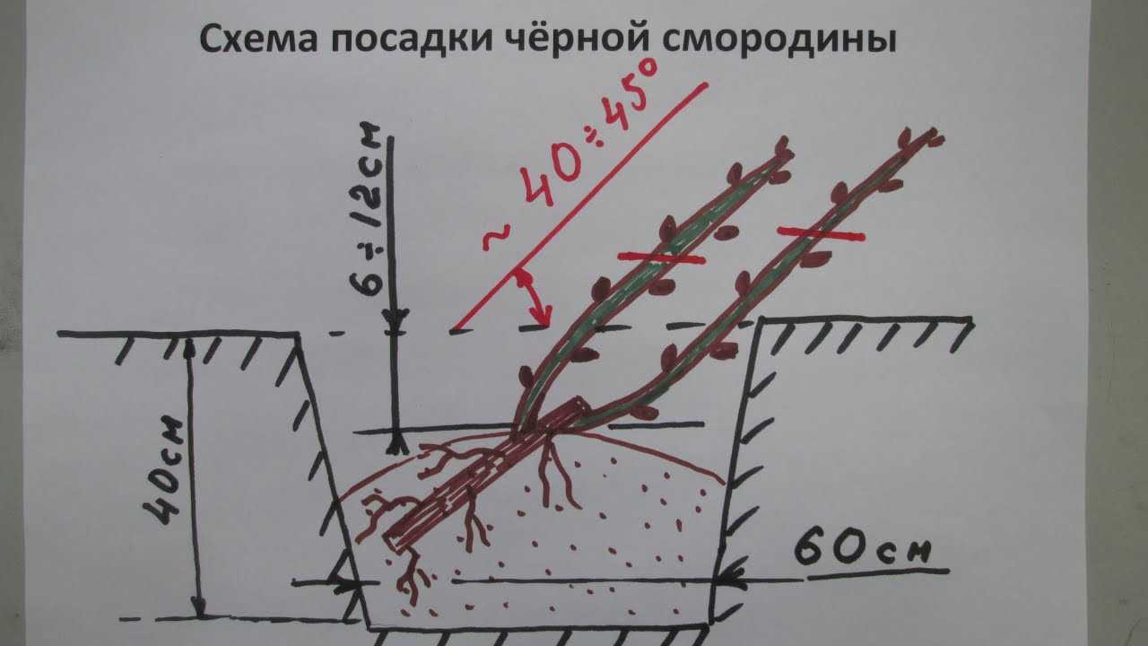 Черная смородина. большая книга огородника и садовода. все секреты плодородия