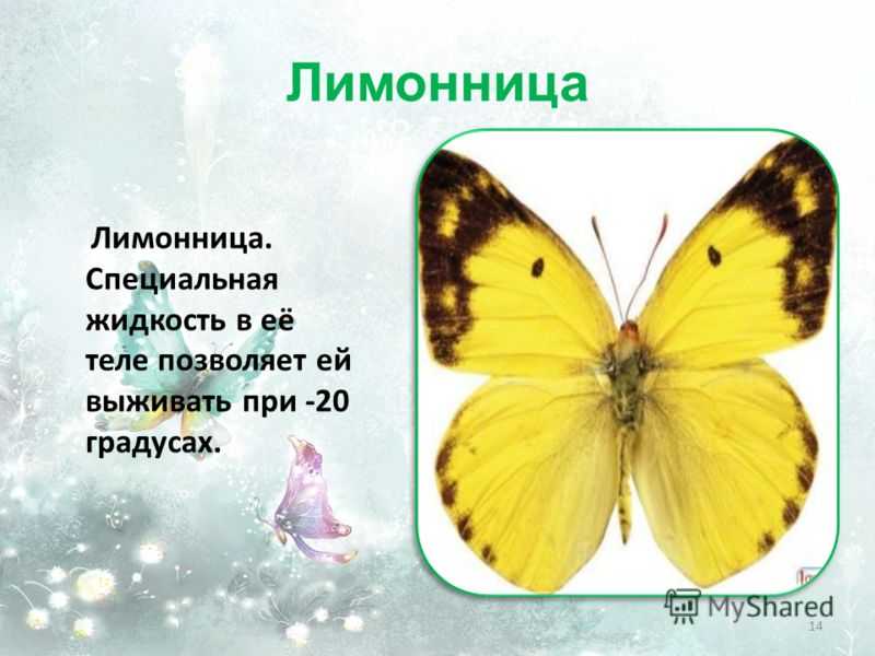 Бабочка: все самое интересное о повадках, внешнем виде