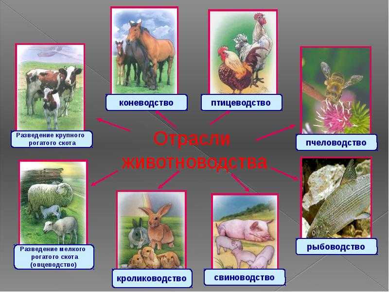 Организация животноводства: основные принципы и перспективы