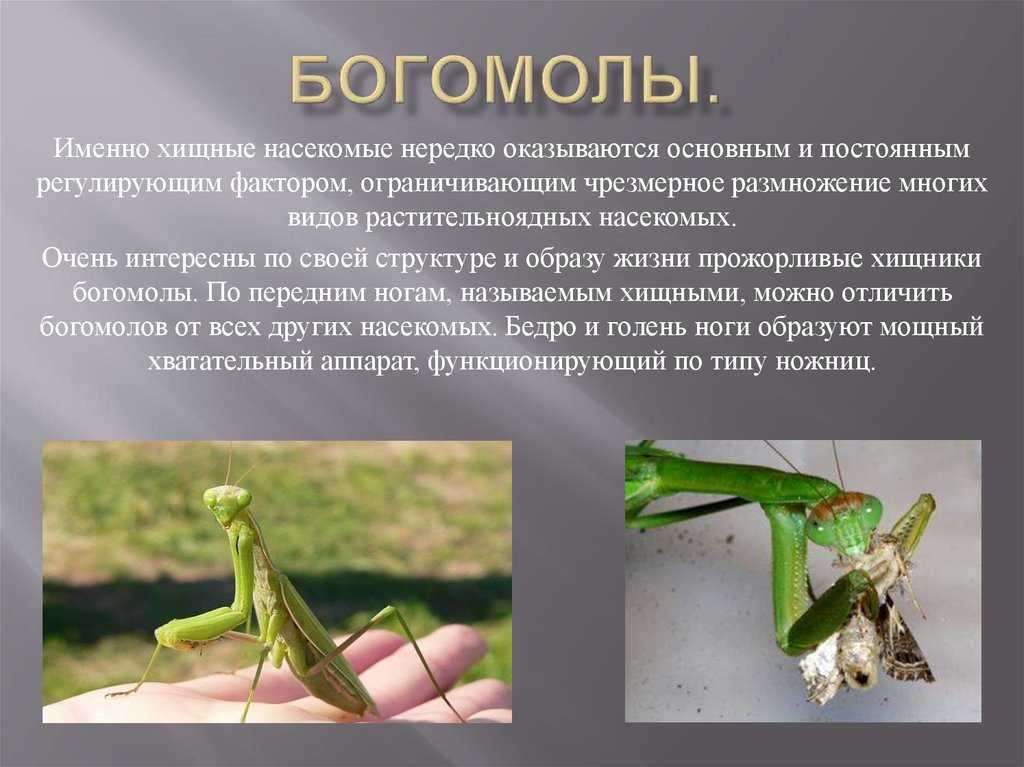 Насекомое богомол: чем опасен и полезен для человека?