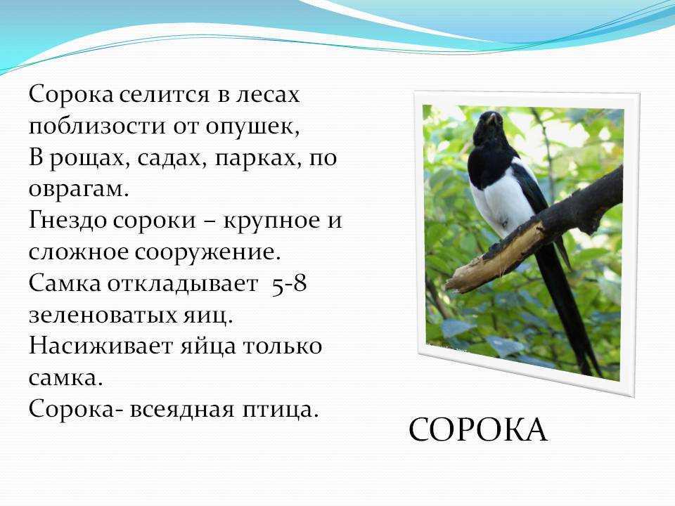 Приметы о сороке: села на окно, к чему стучит, на подоконнике