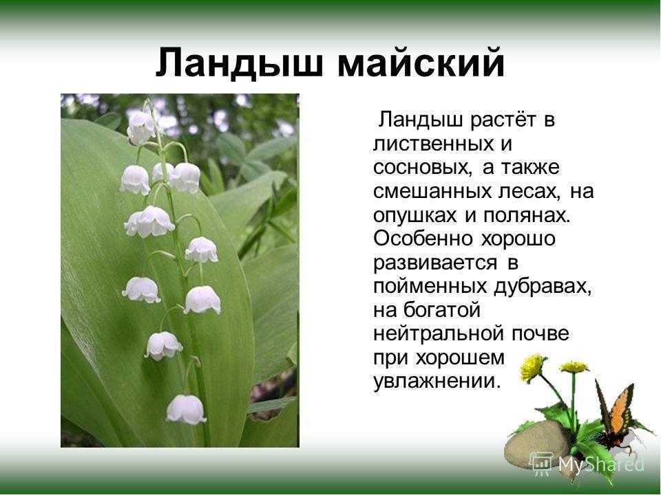 Сочинение мой любимый цветок 5 класс (роза, тюльпан, ландыш, ромашка)