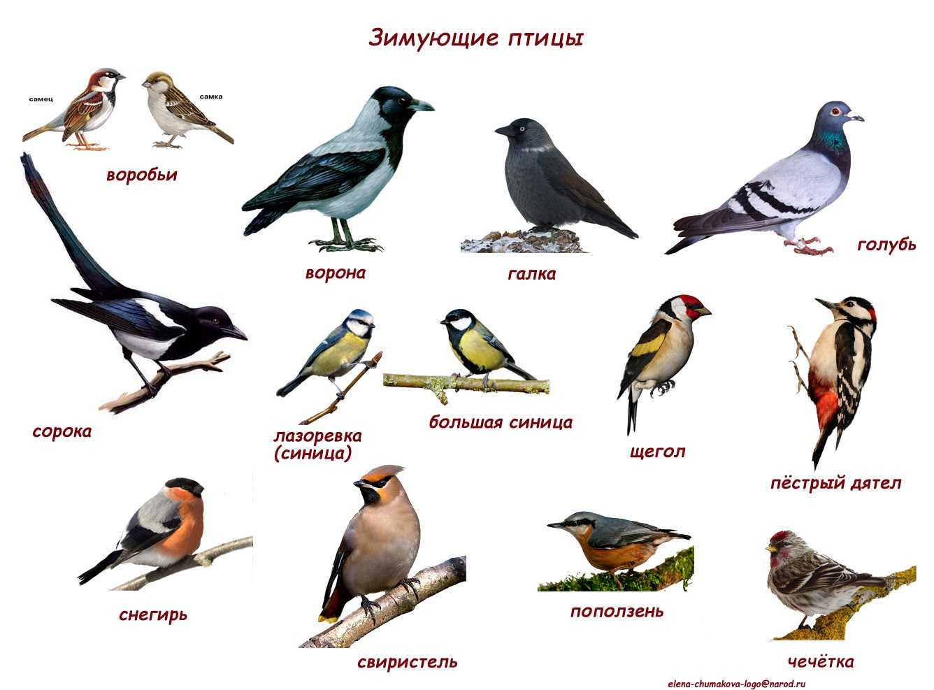 Голубь мира — сказка для детей