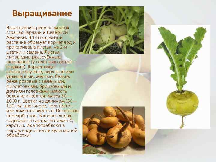 Репка ребенку: с какого возраста можно давать, рецепты блюд из репы