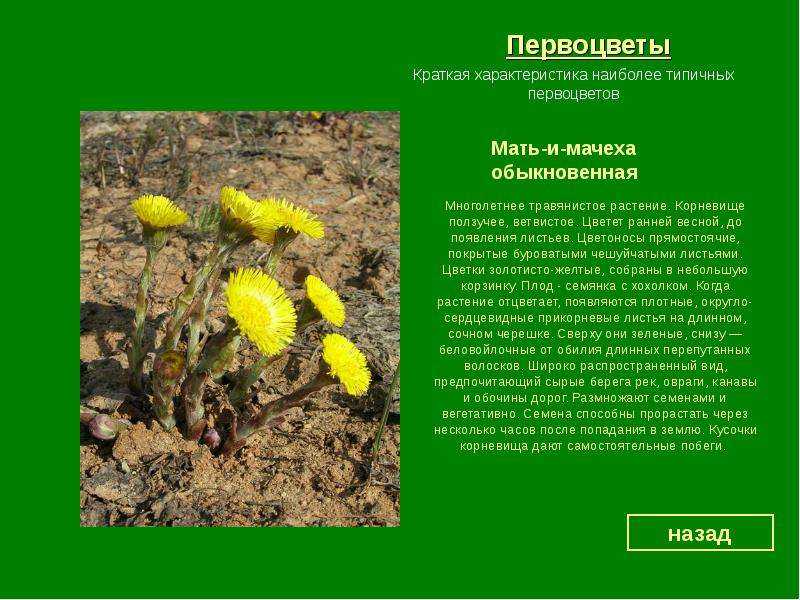 Зарисовка «первоцветы — украшение весны»