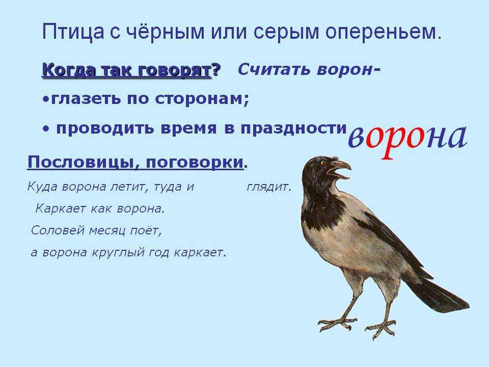 Пословицы и поговорки о птицах для дошкольников