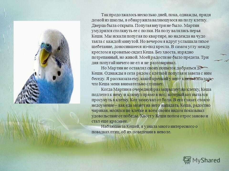 Сказка про попугая. статья. педагогическая психология. самопознание.ру