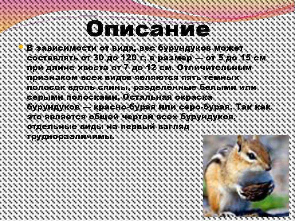 Ив соколов-микитов ★ бурундук читать книгу онлайн бесплатно