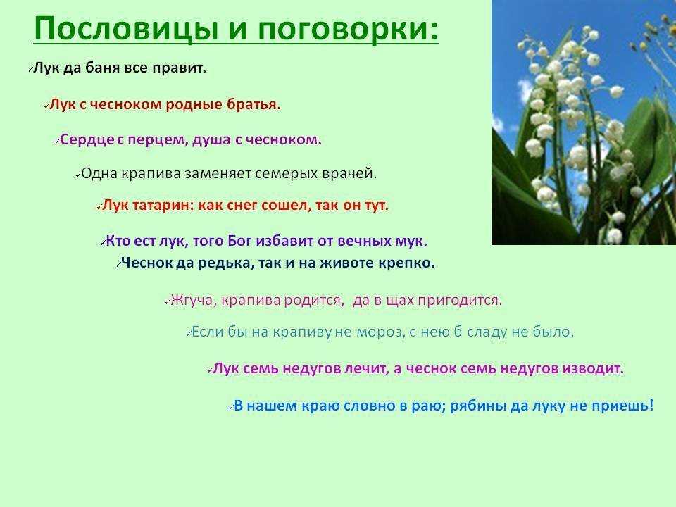 Пословицы о культурных и дикорастущих растениях. пословицы и поговорки про растения