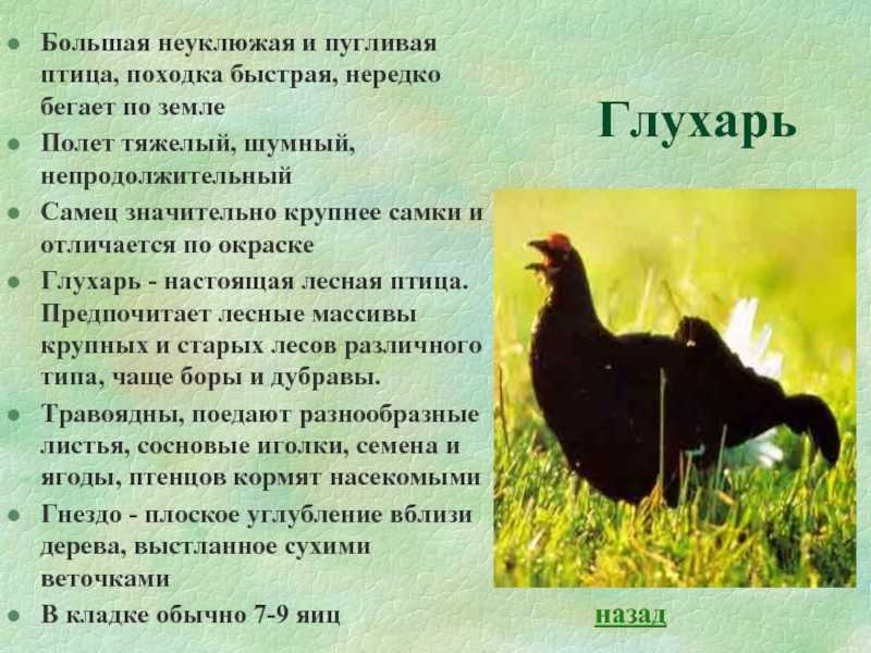 В природе существует множество видов птиц из семейства фазановых Один из наиболее известных в нашей стране видов – птица под названием глухарь Птица эта