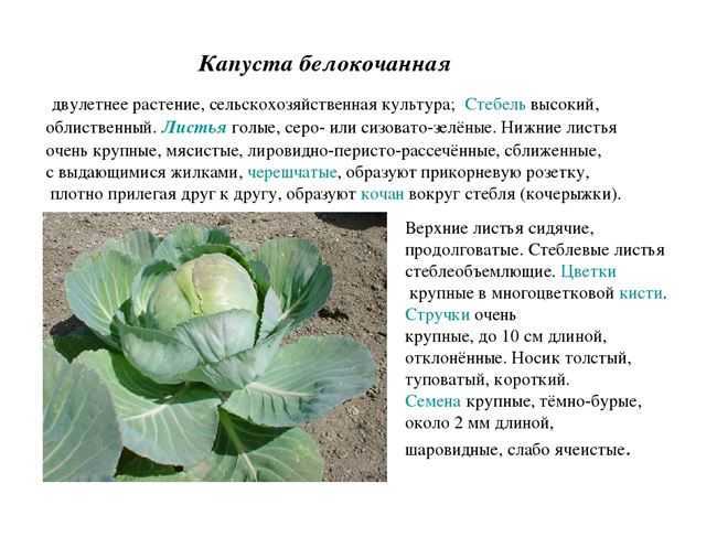 Фото Капусты Сорта Циклон Характеристики