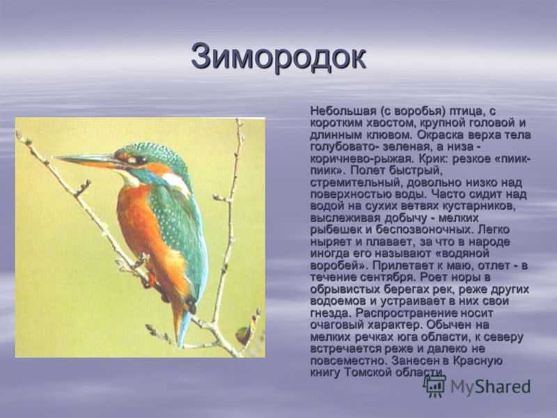 Зимородок птица. описание, особенности, образ жизни и среда обитания зимородка
