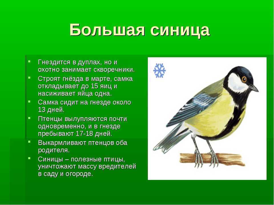 Птички невелички
жёлтые синички!
лепка (из пластилина ) презентация, доклад, проект