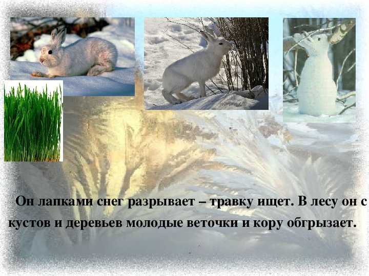 Белка - где обитает и чем питается животное, интересные факты, фото