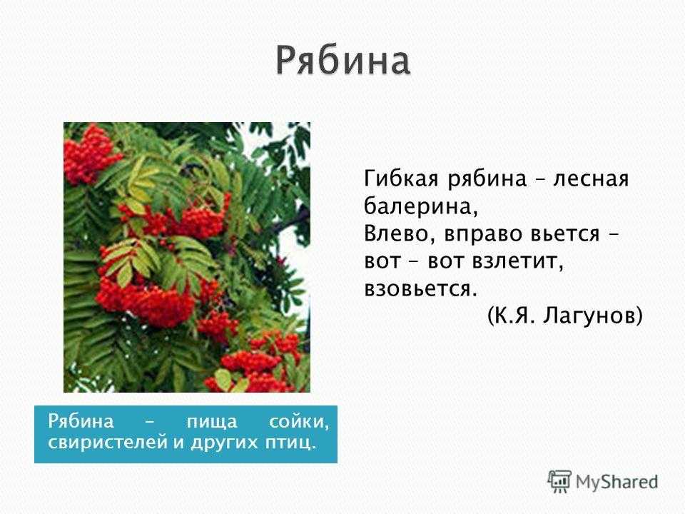 Классный час "рябины гроздья алые…". загадки, пословицы, приметы и стихи про рябину