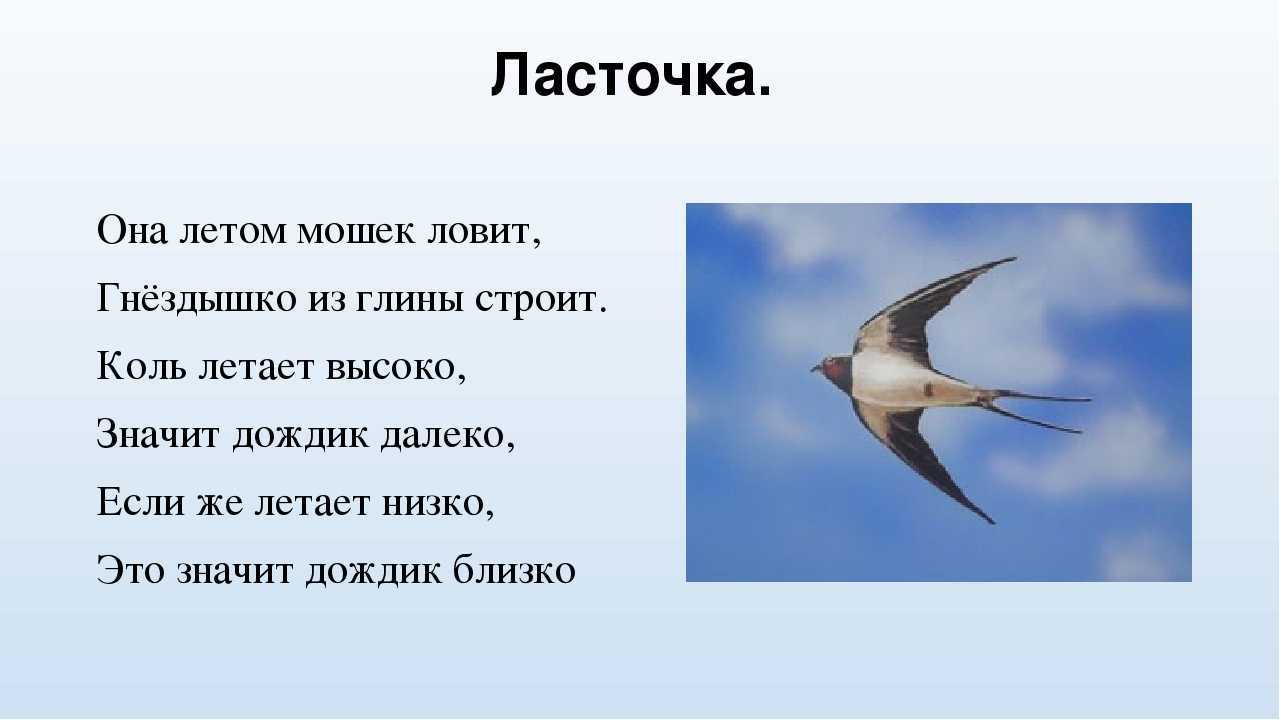 Пословицы и поговорки о птицах для дошкольников
