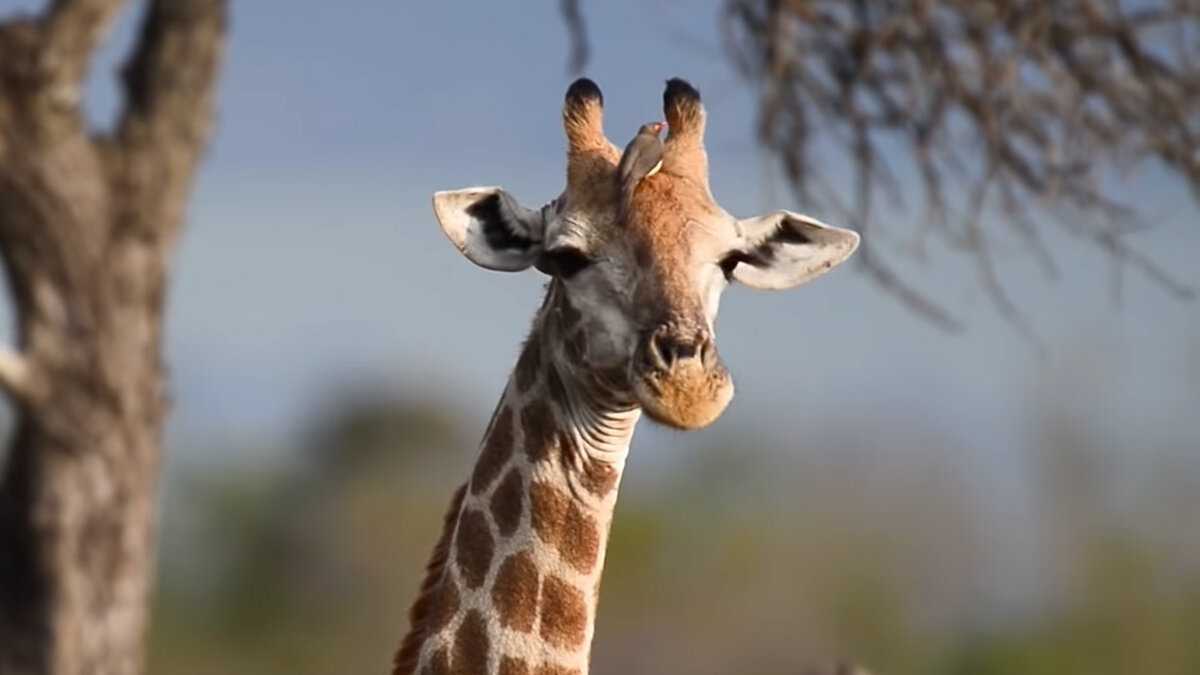 А у жирафа шея длинная. Длинный Жираф. Шея жирафа. Жираф с очень длинной шеей. Очень длинная шея жирафа.