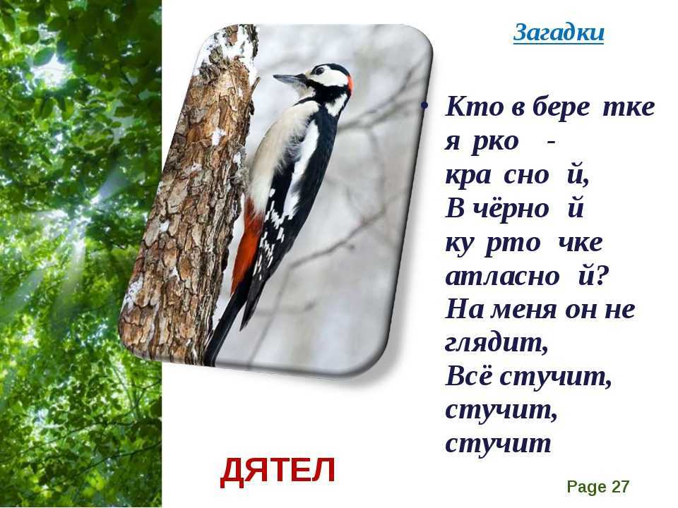 К чему дятел прилетел к дому: толкование приметы