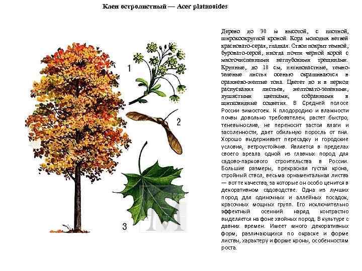 Кленовый лист описание для детей