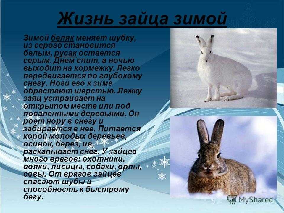 Заяц описание для детей. Рассказ о зайце зимой. Заяц для презентации. Сообщение о зайце. Доклад про зайца.