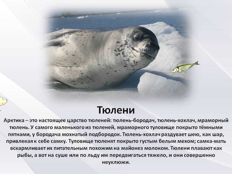 Сравните образ жизни тюленя и кита. Тюлени Антарктиды. Ластоногие Антарктиды. Рассказ о тюлене. Доклад про тюленя.