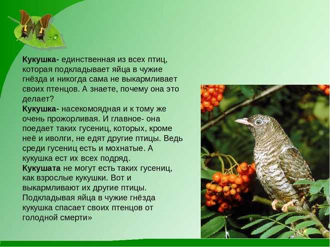 Презентация на тему "птицы ставропольского края" по окружающему миру