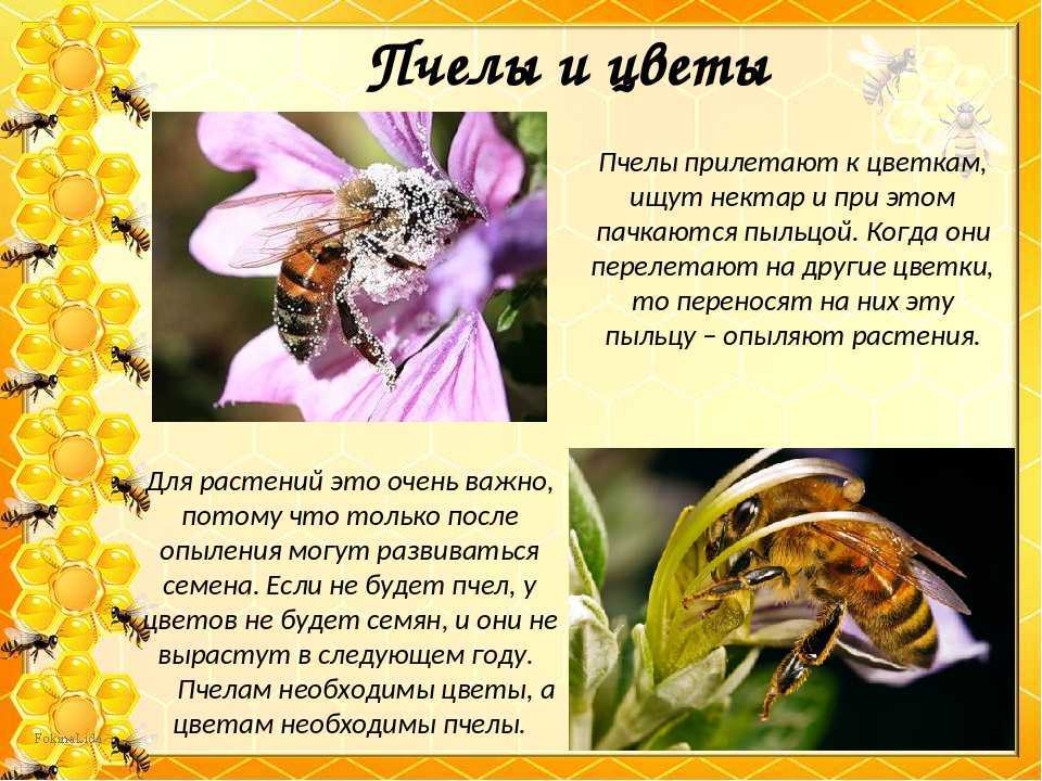 Конспект профориентационного занятия по ознакомлению с окружающим миром в средней группе «в гостях у пчел» (11 фото)