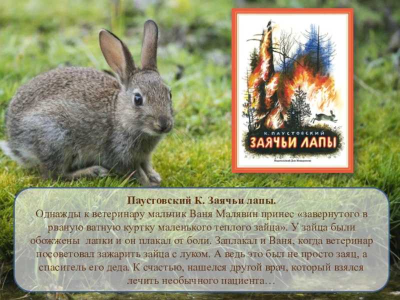 Паустовский «заячьи лапы» распечатать текст полностью