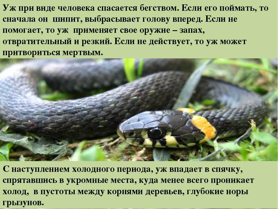 Какая скорость у змеи. самые опасные змеи в мире. какая самая опасная змея в мире