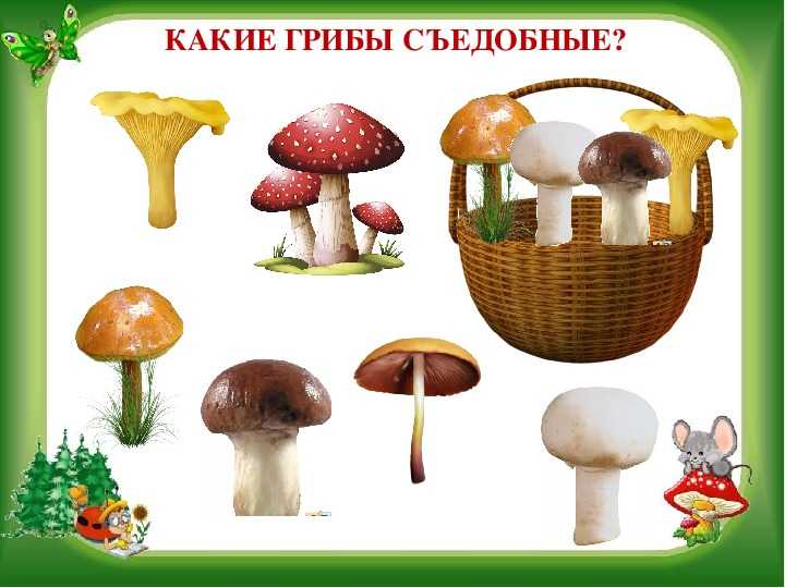Леса — основа стабильного климата. как технологии помогут их защитить?