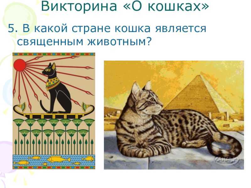 Анализ рассказа «котёнок» льва толстого