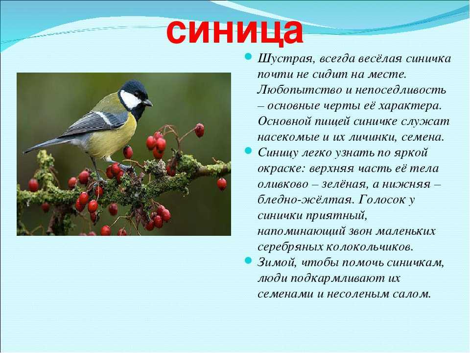 ​50 интересных фактов о синицах — общенет