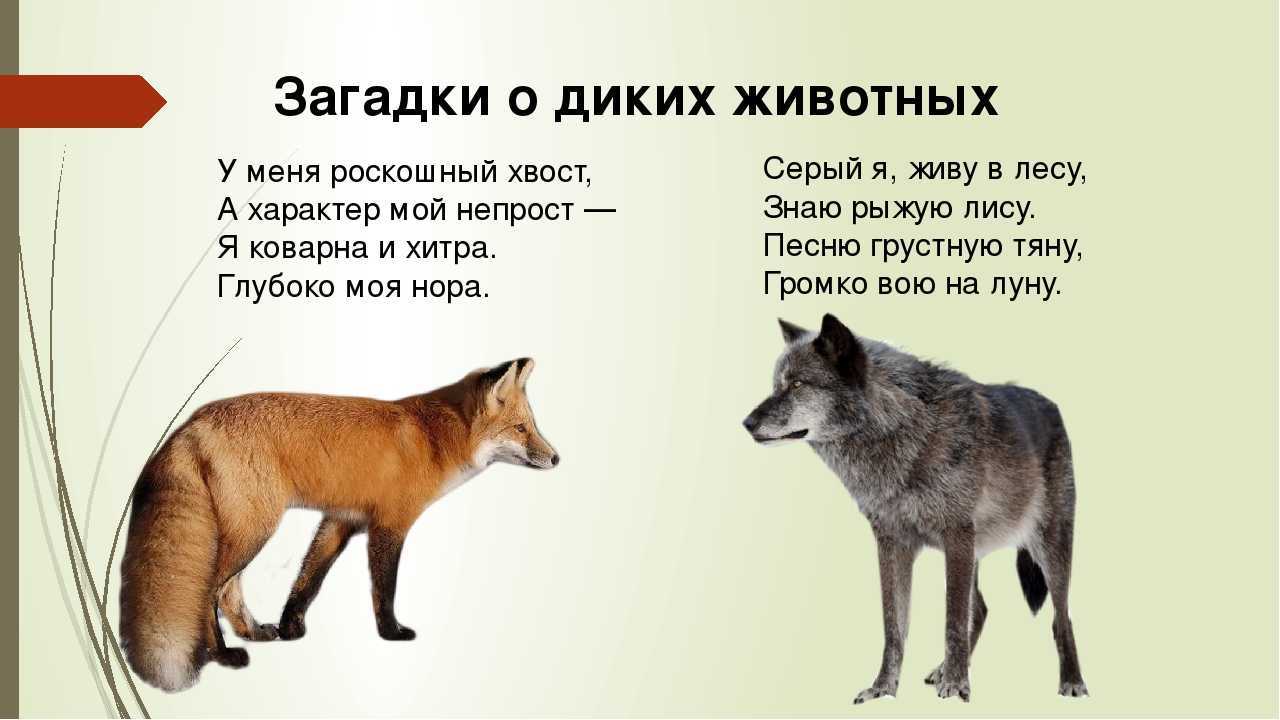 Загадки, поговорки о зайце ! - надежда владимировна черенева