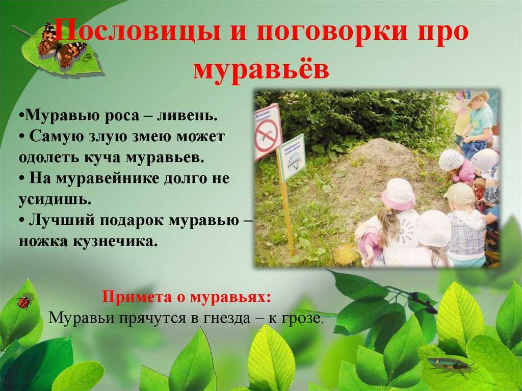 Пословицы и поговорки про насекомых