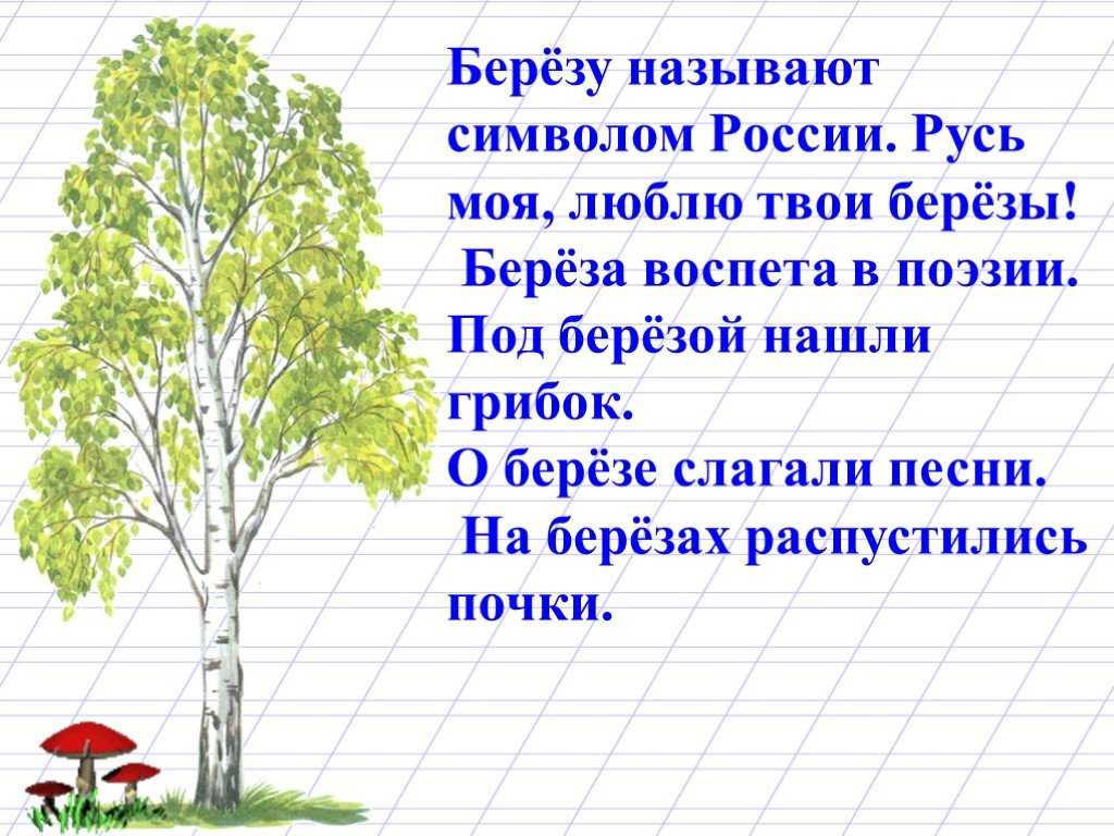 Стихи про березу - короткие, красивые четверостишия для детей